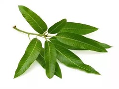 Organic Mango Leaves Powder Natural Herbal Mangifera Indica Fine Powder