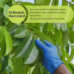 Soursop leaves, 100% Natural Whole Dried Soursop, Hojas De Guanabana, 2.6 Oz