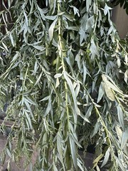 Mugwort Herb Wild Crafted Dried Cut 1oz Artemisia Vulgaris Mugwort Tea – USA