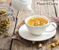 Chamomile Flowers Whole Organic Matricaria Chamomilla Loose Leaf Tea Bulk