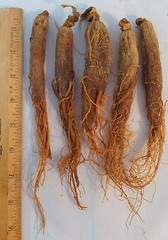 Red Panax Ginseng Root | 6 year Whole root | Ships from USA | Korean Red Ginseng