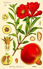 Dried Organic POMEGRANATE Leaves:Detox,Cleanse&,Strengthen Immune,fight disease