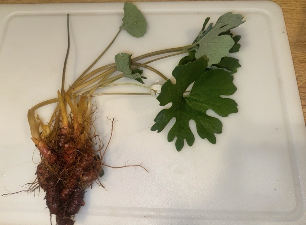 Bloodroot – Whole Dried Root, 2026 Wild Roots – 1 Oz. (Sanguinaria canadensis)
