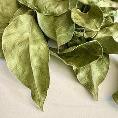 1/4 oz. Dried Almacigo Leaves – Gumbo Limbo (Bursera Simaruba) Ritual Herb