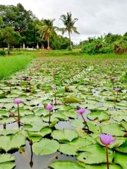 Blue Lotus, Nymphaea caerulea, Organic Leaf ~ Schmerbals Herbals