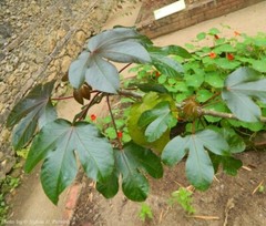 80g Dried Red Jatropha Curcas Leaf Powder | Ratanjot Laljari Yatilung Jadi Raw