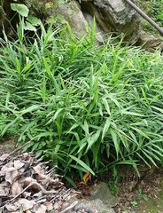 100 Seeds Zingiber Officinale Ginger Root Perennial Herbaceous Useful Plants