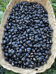 100 Seeds Black Organic Mucuna Beans Mucuna Pruriens For Growing And Food