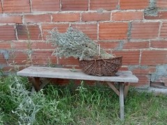 Dried bundles of Mugwort