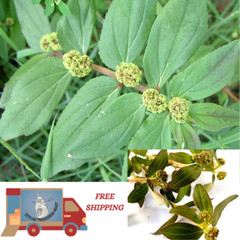 Plant Euphorbia Hirta Organic Asthma Dried Herbs Spurge, Ara Tanah Pure Herbal.