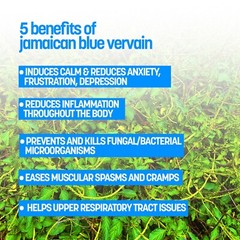Jamaican Blue Vervain