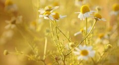 WholeSALE!! Chamomile Egyptian Flowers PREMIUM Dried Tea Bag Cut-4 oz, 1,2,5 lbs