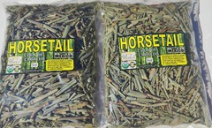 Horsetail,Shavegrass,Shave grass ,Field horsetail,Common horse tail,Equisetum !!