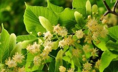 LINDEN LEAF & FLOWER Extract Organic Anxiety Gastrocardiac Heart FOLK Tincture ~