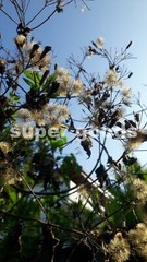 Mexican Dream Herb Calea Zacatechichi Lucid Dream Herbal Plant Seeds