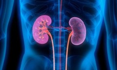 super kidney cleanse – KIDNEY SUPPORT – kidney stone – 2 Bottles