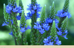 Blue Vervain Extract Blue Vervain Tincture Verbena hastata Calm Sleep 2oz USA