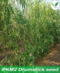 Moringa/Drumstick Seeds -PKM2 Variety -250 gram for Plantation Purpose 700 seeds