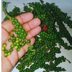 Black pepper. powder & peppercorns 100% Organic Ceylon Spice. Sun Dried