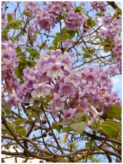 200 Seeds Paulownia Princess Tree Fastest Growing Deciduous Decorative Plants