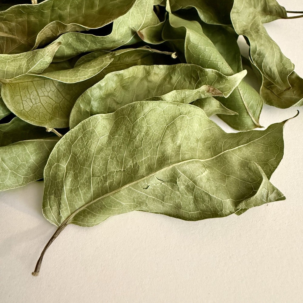 1/4 oz. Dried Almacigo Leaves – Gumbo Limbo (Bursera Simaruba) Ritual Herb