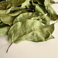 1/4 oz. Dried Almacigo Leaves – Gumbo Limbo (Bursera Simaruba) Ritual Herb