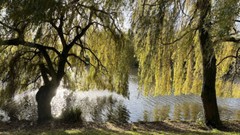WHITE WILLOW BARK ( Salix alba, Verba, Iva ) ORGANIC from Carpathian mountain