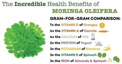 Moringa, Organic moringa Oleifera,Premium moringa seeds, semillas de moringa