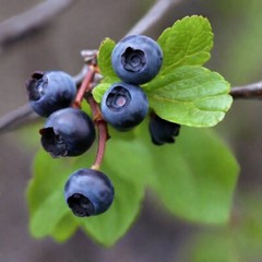 Bilberry Extract Bilberry Tincture Eye Health 2 Oz USA Free Shipping