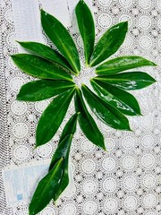 Insulin Plant Leaves (Costus igneus) – Fresh Herbal Leaves – Natural Ayurvedic