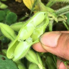 75+ Edamame Seeds Sweet Tender Soybean Spring Garden Planting Seeds FREE SHIP