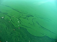 Immune booster BLUE GREEN ALGAE. ORGANIC Reduction of blood pressure 1B
