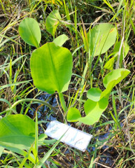 Daun Genjer ( Limnocharis Flava ) Yellow bur-head Dried Leaves