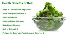 120 Diatomaceous Earth + Kelp Capsules – Silica,Detox,Trace Minerals,Immunity