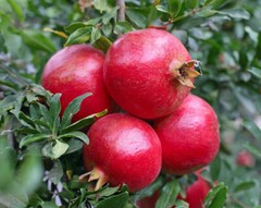 Fresh Organic POMEGRANATE Leaves:Detox,Cleanse&,Strengthen Immune,fight disease