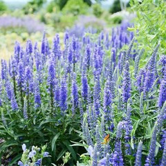 100 Seeds Veronica Spicata Spiked Speedwell Resistant Perennial Blue Flowers