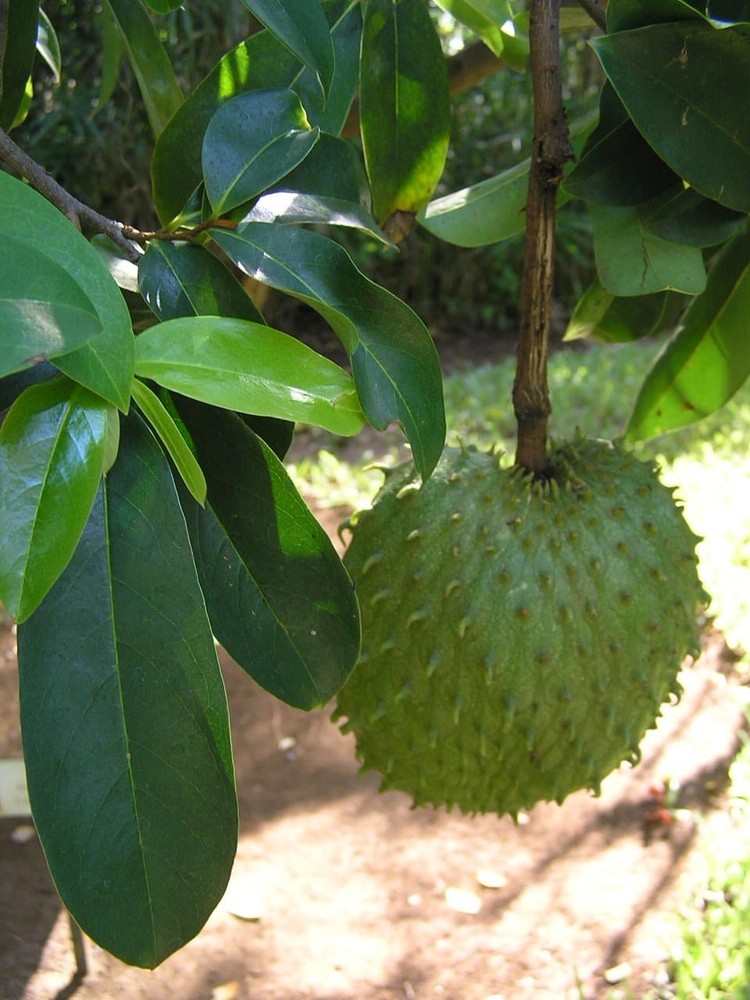 200+ Soursop Seeds Annona Muricata Graviola Guanabana 100% Organic Tropical Rare
