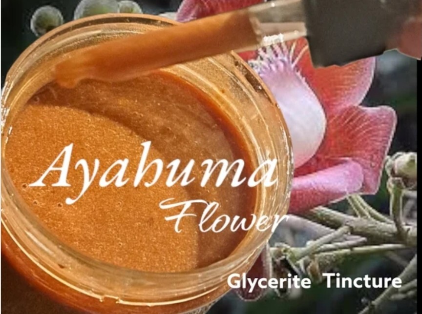 Ayahuma Flower Tincture 30ml Couroupita guianensis Glycerite