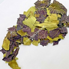 Blue Lotus, Nymphaea caerulea, Organic Leaf ~ Schmerbals Herbals