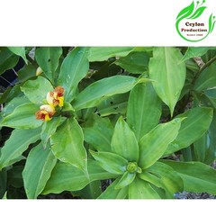 Insulin Plant leaves Tea Cut(1-2mm) Dried Organic Costus igneus Costaceae Herb