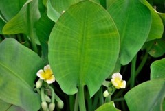 Daun Genjer ( Limnocharis Flava ) Yellow bur-head Dried Leaves