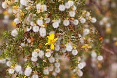 Creosote Bush (Larrea tridentata) Fresh leaves and twigs 3 oz Chaparral