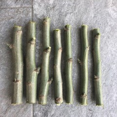 THREE ORGANIC FRESH MORINGA OLEIFERA (3) 6″ CUTTINGS FREE SHIPPING! FROM FL USA