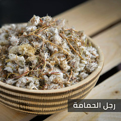 400g Paronychia argentea natural عشبة رجل الحمامة