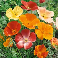 WholeSALE! ORGANIC California Poppy Plant PREMIUM Dried Cut/Sift-4 oz, 1,2,5 lbs