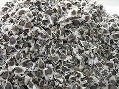 1000 Organic Moringa Seeds | Moringa Oleifera | Dried, Non GMO, Edible,Planting