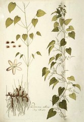 Wild Yam Root 2 oz Dioscorea villosa Fibrous Roots Left On Volume Pricing