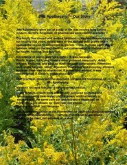 Herbal Devil’s Claw Tincture | Devil’s Claw Root | Small Batch
