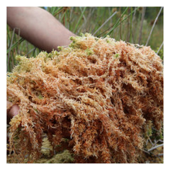Organic Irish Sea Moss Capsules 750mg Sebi Raw Chondrus Crispus