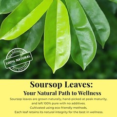 200+ Dried Soursop Leaves , Hojas De Guanabana, Soursop Leaf Tea, 2.6oz